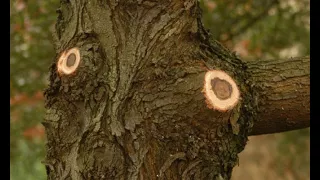 Cómo podar las ramas grandes de un árbol - Bricomanía