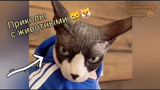 ПРИКОЛЫ С ЖИВОТНЫМИ 🐱🐶 Смешные Животные Смешные Коты Приколы с Котами Смешные Собаки