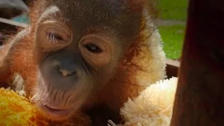 Baby Orangutan Who Was Shot In The Shoulder Starts To Trust Again