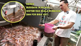 KEREN, BUDIDAYA IKAN NILA SISTEM RAS SKALA RUMAHAN DAN FCR BISA 100%