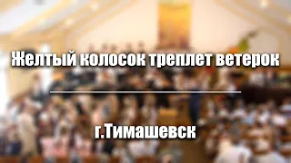 "Желтый колосок треплет ветерок" Скрипичный оркестр г.Тимашевск