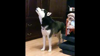 Husky Dog Singing #shorts
