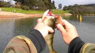 How To Kill A Fish Humanely