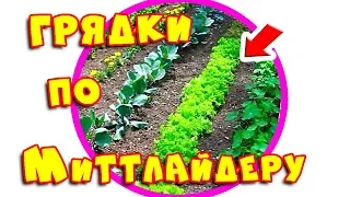 Грядки по Митлайдеру. Мой опыт. Метод Митлайдера #3