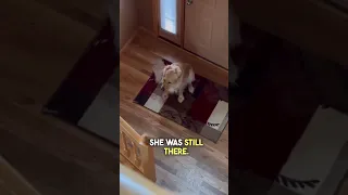 Dog thought his owner left him and then was SHOCKED 😂