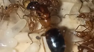 2часть о Camponotus pseudoirritans