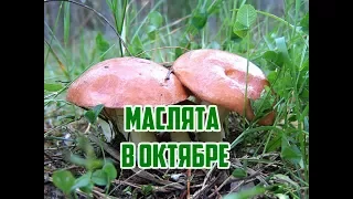 Грибы в октябре / Где искать маслята / Самые вкусные грибы