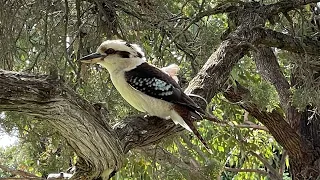 Laughing Kookaburra Bird|| Western Australia