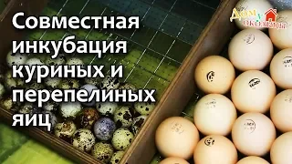 Совместная инкубация куриных и перепелиных яиц