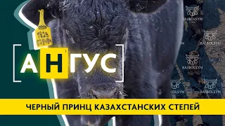 Абердин-Ангус — лучшая мясная порода для Казахстана? Преимущества, недостатки, содержание КРС