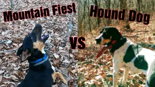 BEAR HOUNDS vs MOUNTAIN FIEST (Bear Hunting in Virginia)