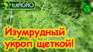 ТРИ СЕКРЕТА ПУШИСТОГО УКРОПА! Всходят щёткой даже старые семена.