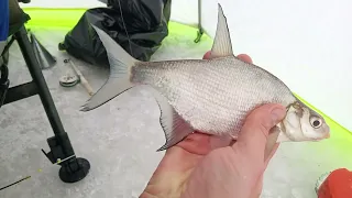 Зимняя рыбалка 2024 г. на Белгородском водохранилище