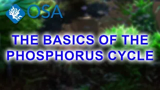 Explaining Phosphorus in Your Aquarium