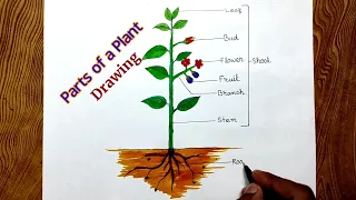 Parts of Plant drawing/How to draw parts of plant