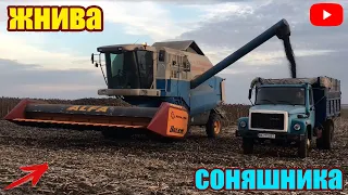 ЖНИВА СОНЯШНИКУ ВІД Syngentu | КОМБАЙН CLAAS ДНІПРО-350 2-ГАЗ 53 / МТЗ 1025.2 З РУБАЧКОЮ | 09.10.21