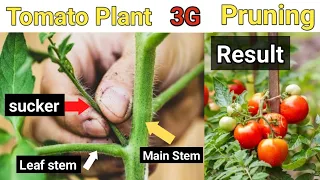 Tomato Plant 3G Pruning || Tomato Plant Sucker Cutting || Full Update || Urdu/Hindi