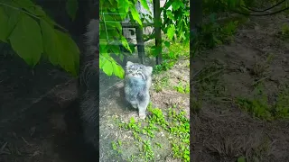 МаНул ТиМофеЙ МоскОвский зооПарк🐱👀🔥👍😍Manul Timofey Moscow Zoo🐱👀🔥👍😍