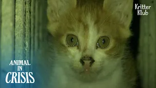 Cat Family In Terrible Shape Was Locked Up Inside The Bricks | Animal in Crisis EP271