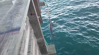 8-9-20 - Mark Jenkins  31 3 lbs King Mackerel - Seaview Fishing Pier