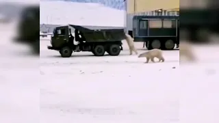 Белые медведи катаются на грузовике