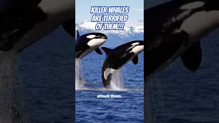 The OCEAN is TERRIFYING! #orca #killerwhale #killerwhales #orcas #ocean #wonderverse #didyouknow