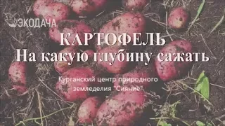 Как лучше картошку посадить #картофельпосадка