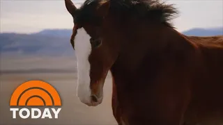 Get Your Exclusive First Look At The Budweiser Clydesdales