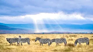 African Safari: Exploring the Wonders of Africa
