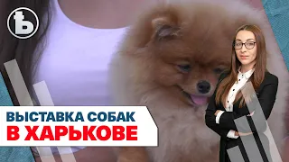 В Харькове прошла выставка собак памяти Геннадия Кернеса