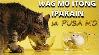 Mga Pagkaing Masama para sa Pusa | Pwedeng malason ang pusa