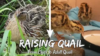 Raising Japanese Quail | From Chicks to Adult Quails