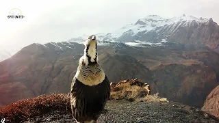 Himalayan Snowcock Calling - The most Vocal Bird of the Trans-Himalayas
