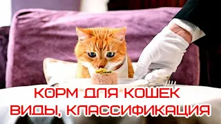 Корм для кошек – виды, классификация Cat food - types, classification