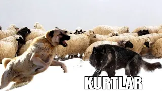 KÖYLÜLERİN KURTLARA KARŞI ZORLU YAŞAM MÜCADELESİ - TÜRK ÇOBAN KÖPEKLERİ !! KURTLAR