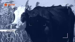 Корова з Херсонщини відправила 8-річну дівчинку в кому