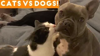 The Cutest Dogs Vs. Cats Compilation 2018| Funny Pet Videos