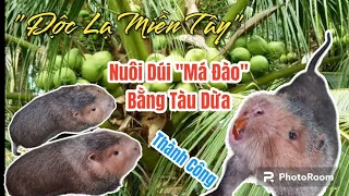 Độc Lạ Miền Tây - Thành Công Với Mô Hình Nuôi Dúi Má Đào Bằng Tàu Dừa | Khởi Nghiệp TV