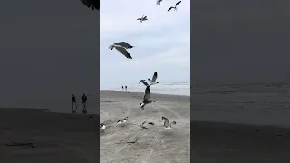 Bullybirds