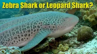 Zebra Sharks | SHARK ACADEMY