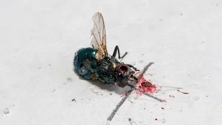 Bug-A-Salt Slow Motion 5000 fps