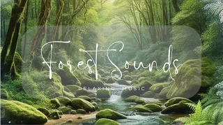 Serenity in the Woods: 1-Hour Relaxing Forest Sounds for Deep Sleep and Tranquility