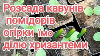 Розсада кавунів, помідорів, чекаємо морози 🥶 огірки, хризантеми... 9 травня