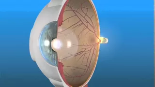 How the Eye Works and the Retina