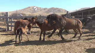 Кобыла успокоила жеребца