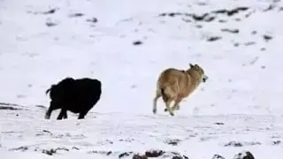 Top 10 Tibetan Mastiff vs Wolf Caught On Camera | Wolf vs Dog