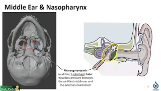 Nasal Cavity, Sinuses and Ear LO - Ear Relationship to TMJ & Pharynx
