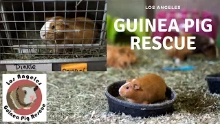 Visiting A Guinea Pig Rescue