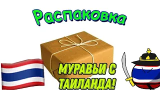 Распаковка муравьев с Таиланда! Где видео?!