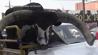 Nebraska driver pulled over with huge bull riding shotgun